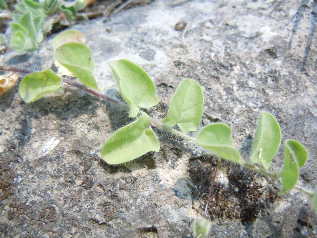 Kickxia commutata